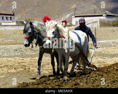 Ploughing with Yaks on the road between Shigatse and Gyantse in Tsang Province, Tibet Stock Photo