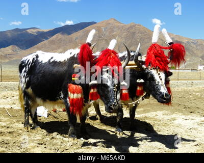 Ploughing with Yaks on the road between Shigatse and Gyantse in Tsang Province, Tibet Stock Photo