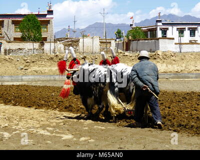 Ploughing with Yaks on the road between Shigatse and Gyantse in Tsang Province, Tibet Stock Photo