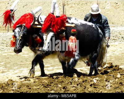 Ploughing with Yaks on the road between Shigatse and Gyantse in Tsang Province, Tibet Stock Photo