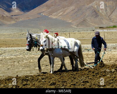 Ploughing with Yaks on the road between Shigatse and Gyantse in Tsang Province, Tibet Stock Photo