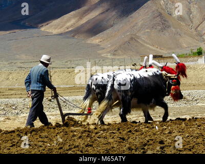 Ploughing with Yaks on the road between Shigatse and Gyantse in Tsang Province, Tibet Stock Photo