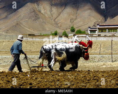 Ploughing with Yaks on the road between Shigatse and Gyantse in Tsang Province, Tibet Stock Photo