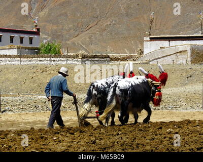 Ploughing with Yaks on the road between Shigatse and Gyantse in Tsang Province, Tibet Stock Photo