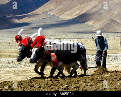 Ploughing with Yaks on the road between Shigatse and Gyantse in Tsang Province, Tibet Stock Photo