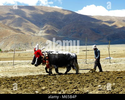 Ploughing with Yaks on the road between Shigatse and Gyantse in Tsang Province, Tibet Stock Photo