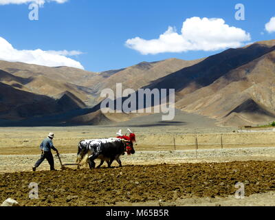 Ploughing with Yaks on the road between Shigatse and Gyantse in Tsang Province, Tibet Stock Photo