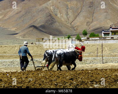 Ploughing with Yaks on the road between Shigatse and Gyantse in Tsang Province, Tibet Stock Photo