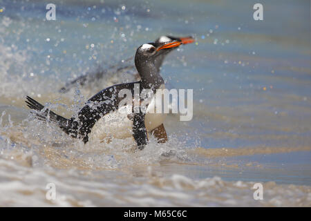 Gentoo penguin Stock Photo