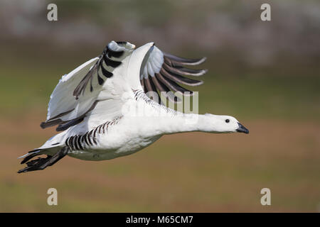 Upland goose Stock Photo