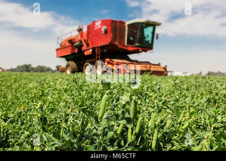Close up of a pod of peas with a Red Combine Harvester working on a commercial pea farm Stock Photo
