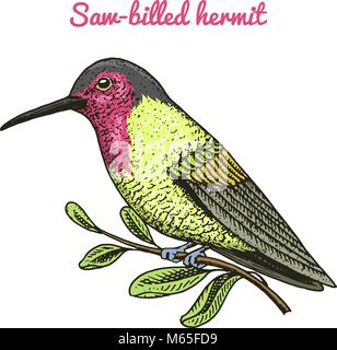 Small Rufous and White-necked Jacobin bird. Exotic tropical animal icons. Golden tailed sapphire. Use for wedding, party. engraved hand drawn in old sketch. Stock Vector