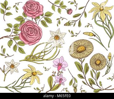 Seamless pattern. Roses with leaves and buds. Wedding botanical flowers in the garden or spring plant. ornament or decor. engraved hand drawn in old victorian sketch. Stock Vector