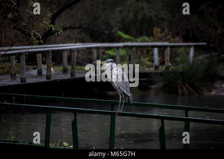 Young Grey Heron sitting on a bridge rail of a small uban pond a rainny day Stock Photo