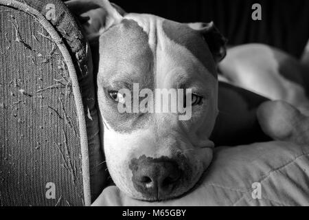 Close-up of an American Pit Bull Terrier (Canis lupus familiaris) sitting on a couch in sunlight and shadows Stock Photo