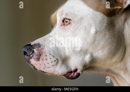 This close-up shows the profile of a mixed breed pitbull dog (American and American Staffordshire Pit Bull Terriers)  (Canis lupus familiaris) Stock Photo