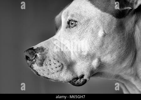 This close-up shows the profile of a mixed breed pitbull dog (American and American Staffordshire Pit Bull Terriers)  (Canis lupus familiaris) Stock Photo