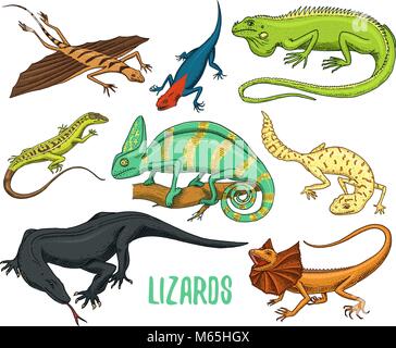 Chameleon Lizard, green iguana, Komodo dragon monitor, American Sand, exotic reptiles or snakes, spotted fat-tailed gecko. wild animals lacertian in nature. vector illustration. engraved hand drawn. Stock Vector