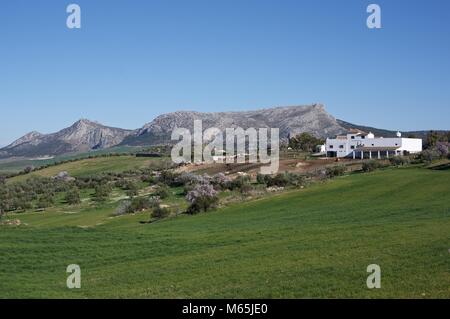 Andalusian horse ranch, Rancho Los Angeles, Malaga Province Stock Photo