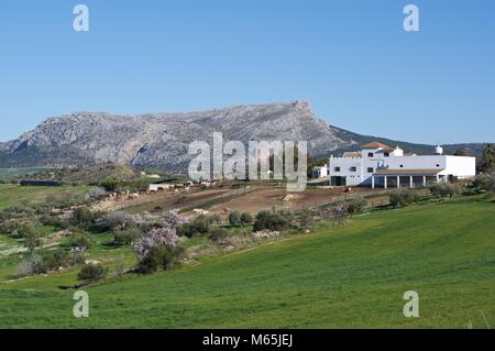 Andalusian horse ranch, Rancho Los Angeles, Malaga Province Stock Photo