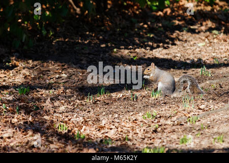 Squirrel in Central Park, New York City, USA. Stock Photo