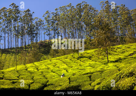 A lonely tea picker in Lechmy Garden tea plantation in Munnar, in Kerala, India. Stock Photo
