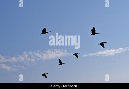Canada Geese flock fly over Alameda Creek, Union City, California Stock Photo