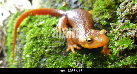 California Newt. Taricha torosa. If you come across this species of newt, be sure not to handle it! Its skin secretes a potent toxin that, while not deadly unless ingested, will leave a rash on your skin. Stock Photo