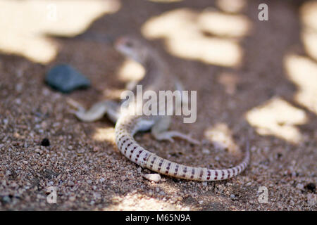 Desert Iguana shedding skin. Stock Photo