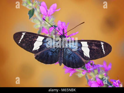 beautiful Small Blue Grecian butterfly on a flower sipping nectar and spreading pollen on a warm summer day Stock Photo