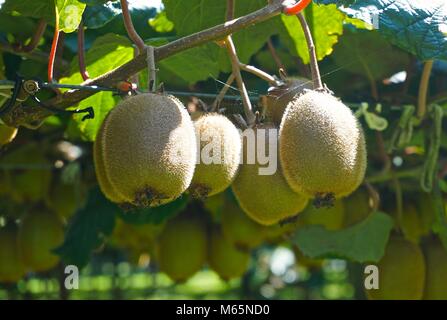 Kiwi ready for harvest hanging on tree branches Stock Photo