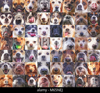 56 dog heads in a poster showing the faces of various breeds up close toned with a retro vintage instagram filter Stock Photo