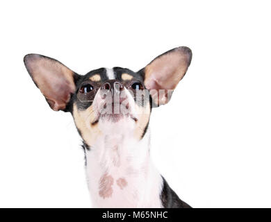 cute rat terrier looking up studio shot isolated on a white background