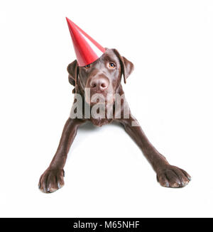 chocolate lab with a birthday party hat on studio shot isolated on a white background Stock Photo
