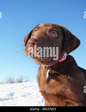 cute chocolate labrador puppy sitting outside in the snow on a sunny winter day Stock Photo