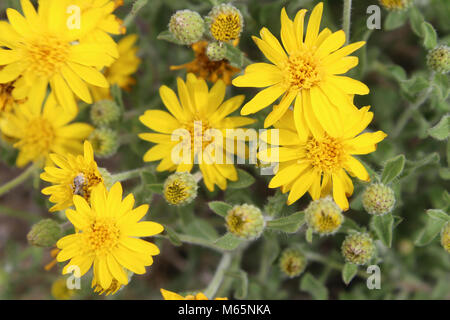 Hairy false goldenaster (Heterotheca villosa). 05-14-17 9152