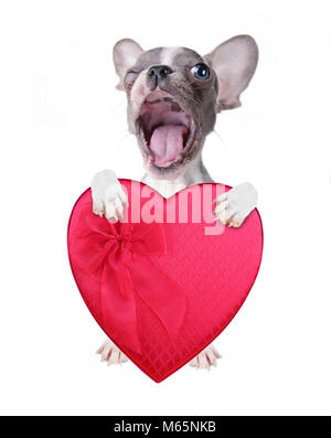 cute french bulldog puppy holding a red heart shaped box of chocolates for valentine's day isolated on a white background Stock Photo