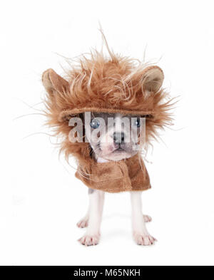 tiny french bulldog puppy in a lion costume isolated on a white background Stock Photo
