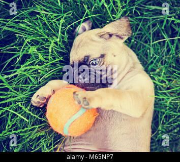 a cute baby pug chihuahua mix puppy playing with an orange tennis ball in the grassy clover during summer Stock Photo