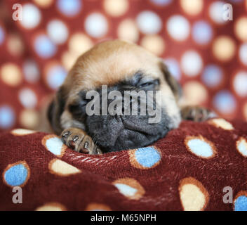 cute chug, chihuahua pug puppy in a polka dot blanket facing the camera sleeping Stock Photo