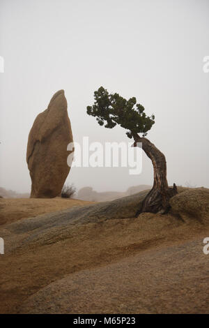 juniper fog