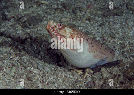 Henshaw's snake eel (Brachysomophis henshawi) at the night time. Panglao Island, Philippines Stock Photo