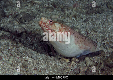 Crocodile Snake eel Brachysomophis crocodilinus Stock Photo - Alamy