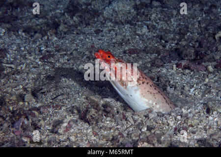 Henshaw's snake eel (Brachysomophis henshawi) at the night time. Panglao Island, Philippines Stock Photo