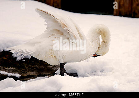 swan under the snow, san sebastian,spain-europe Stock Photo
