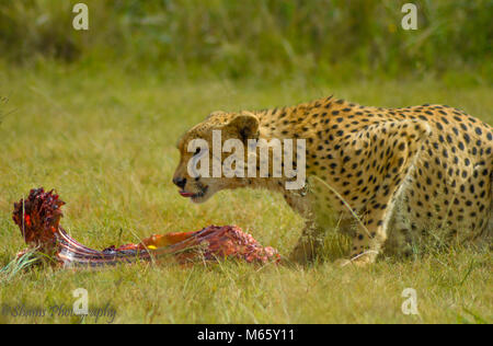 A cute cheetah in Kruger National park having food Stock Photo
