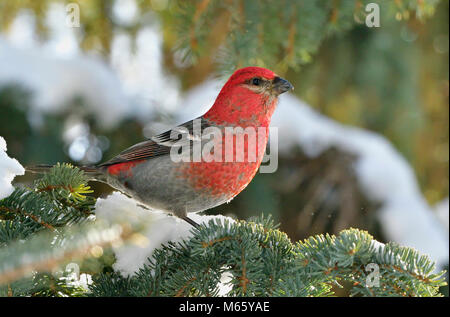 A portrait image of a wild red male Pine Grosbeak bird perched on a spruce tree branch with snow in the green background in rural Alberta Canada. Stock Photo