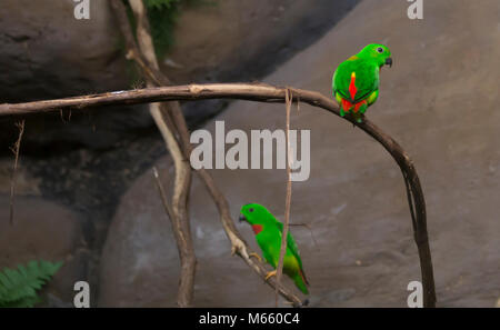 Pair of blue-crowned lorikeets perched on a thick vine Stock Photo