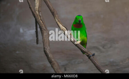 Blue-crowned lorikeet perched on a thick vine, facing forward Stock Photo