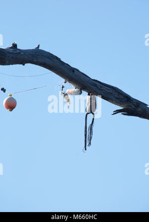 Fishing bobbers and lure stuck in a tree Stock Photo